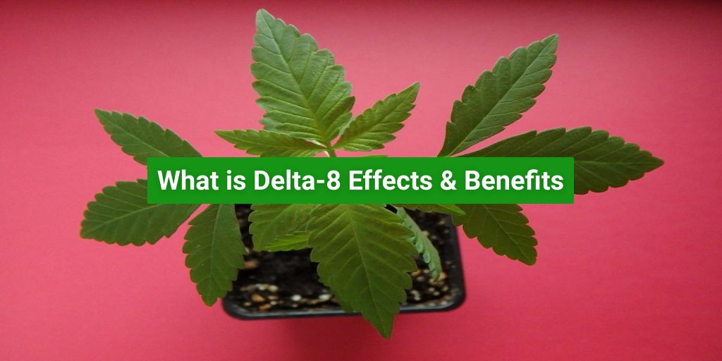what is Delta-8 benefits effects guide