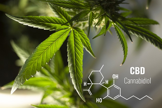 Types of CBD You Can Use