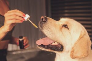 Is CBD Safe For Your Dog and Cat